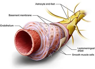 Cerebral Vessels: An Overview of Anatomy, Physiology, and Role in the Drainage of Fluids and Solutes